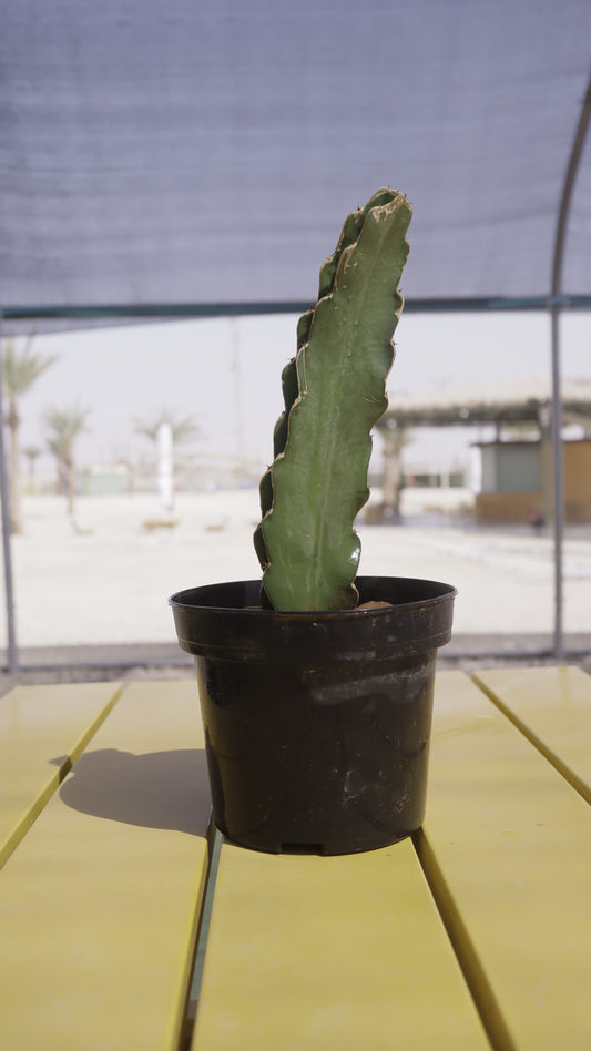 Hylocereus unclotus - מלכת הלילה