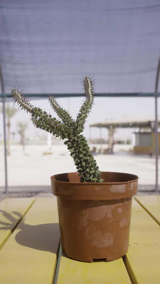 Alluadia procera