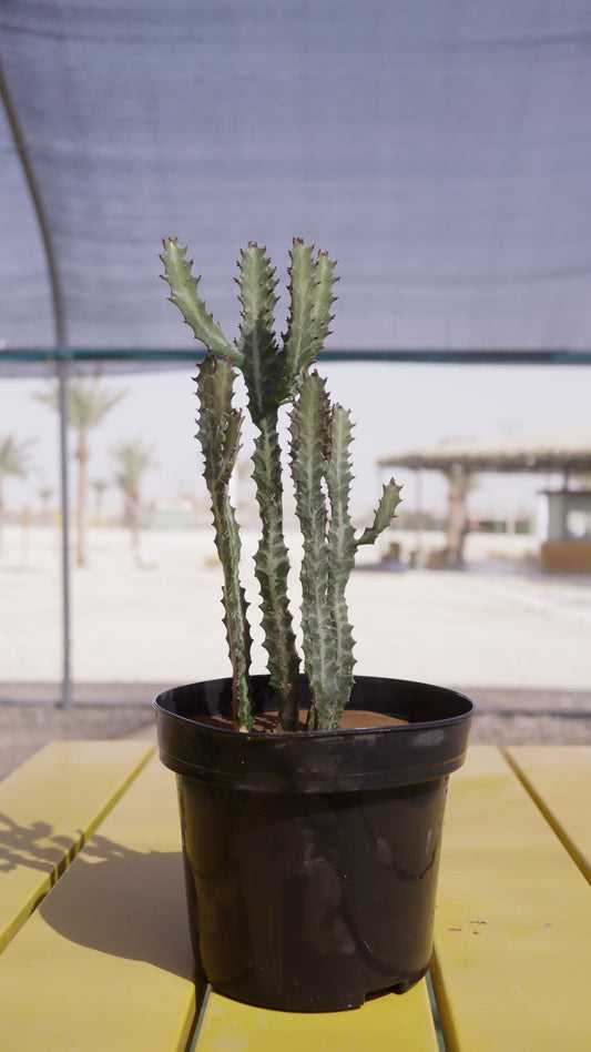 Euphorbia