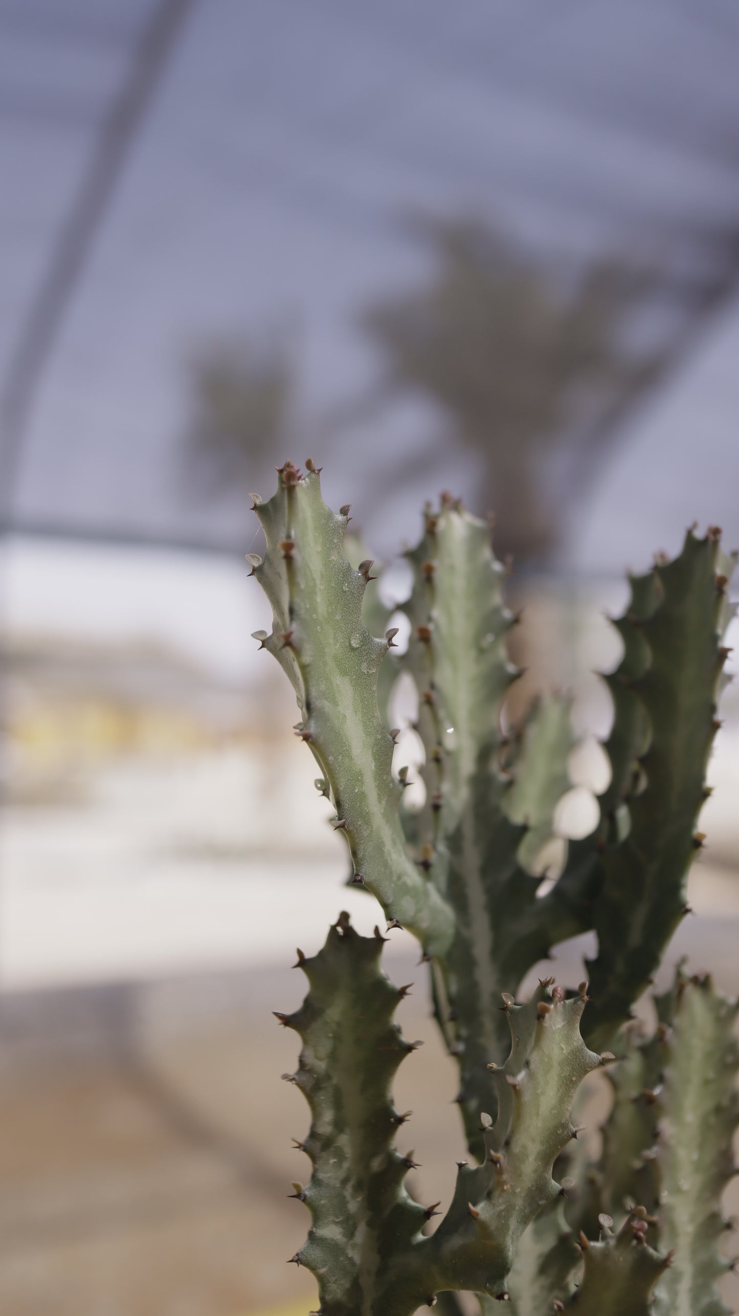 Euphorbia