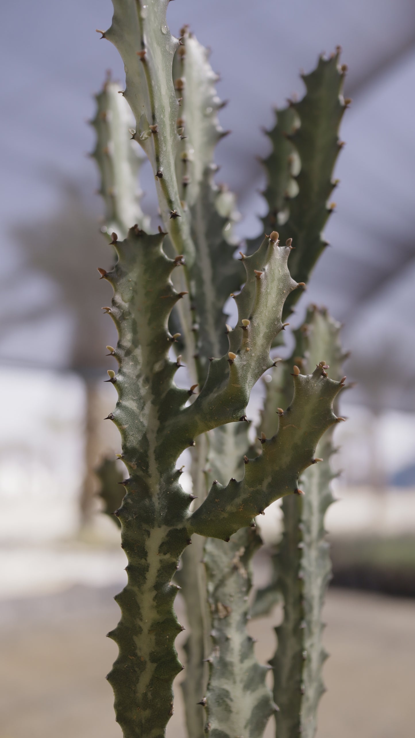 Euphorbia