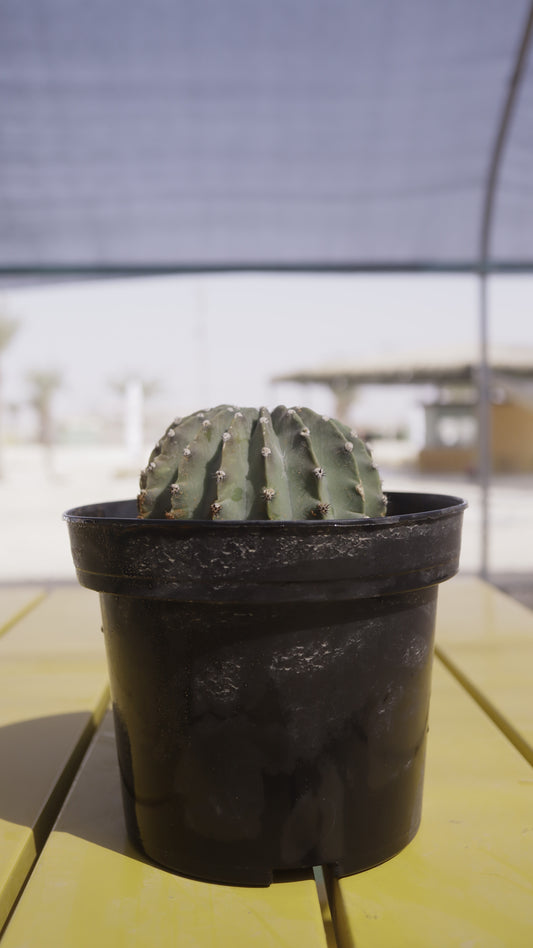 Echinopsis eyriesii