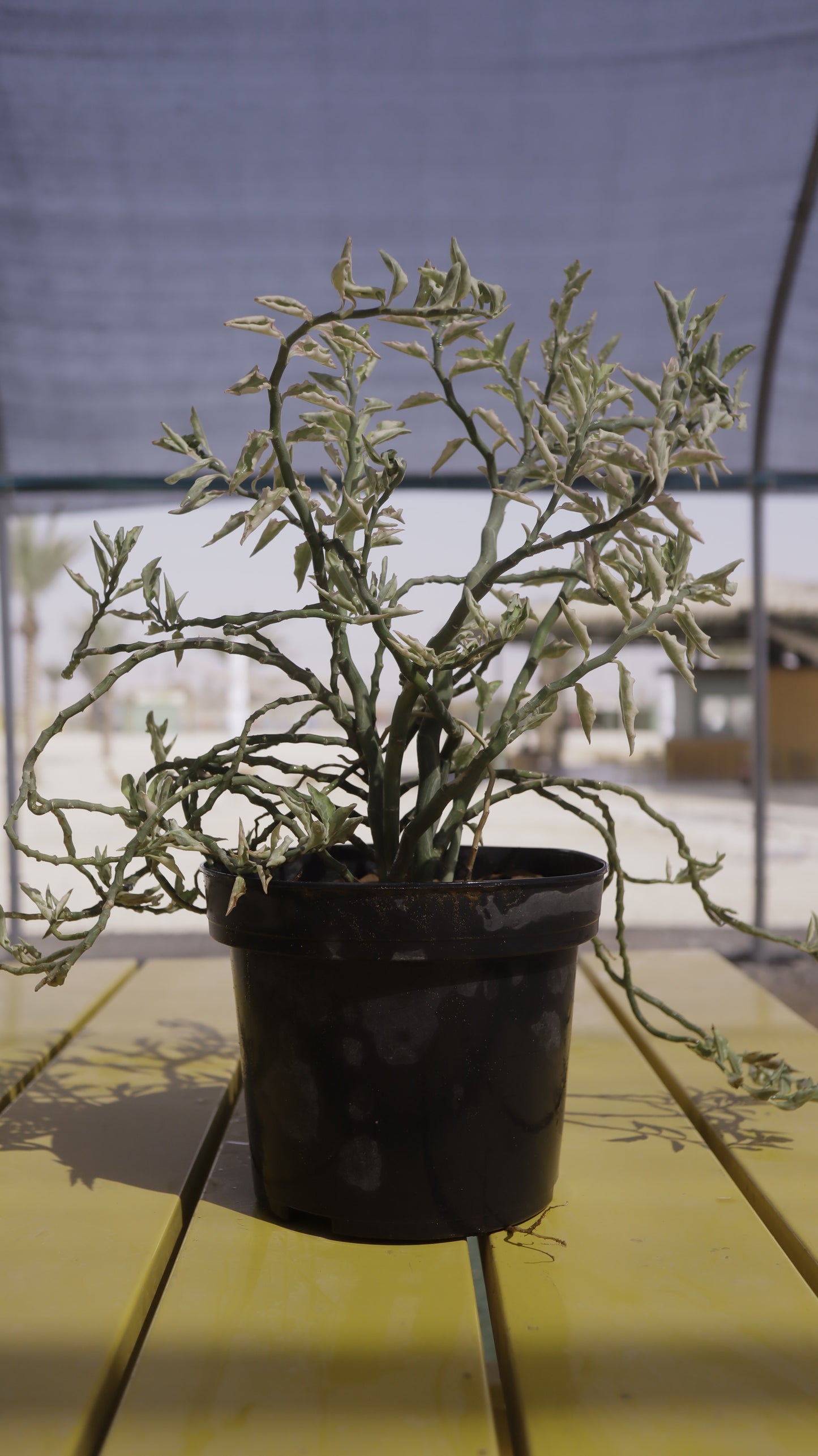 Pedilanthus tith. cucullatus