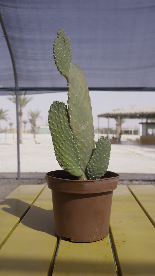 Opuntia rubescens