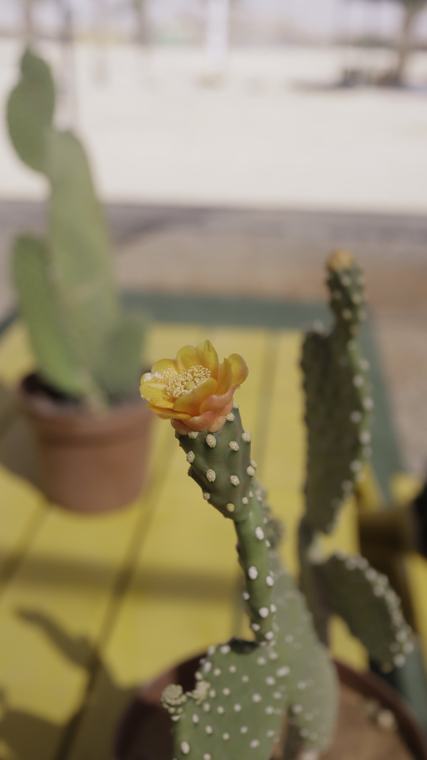Opuntia rubescens