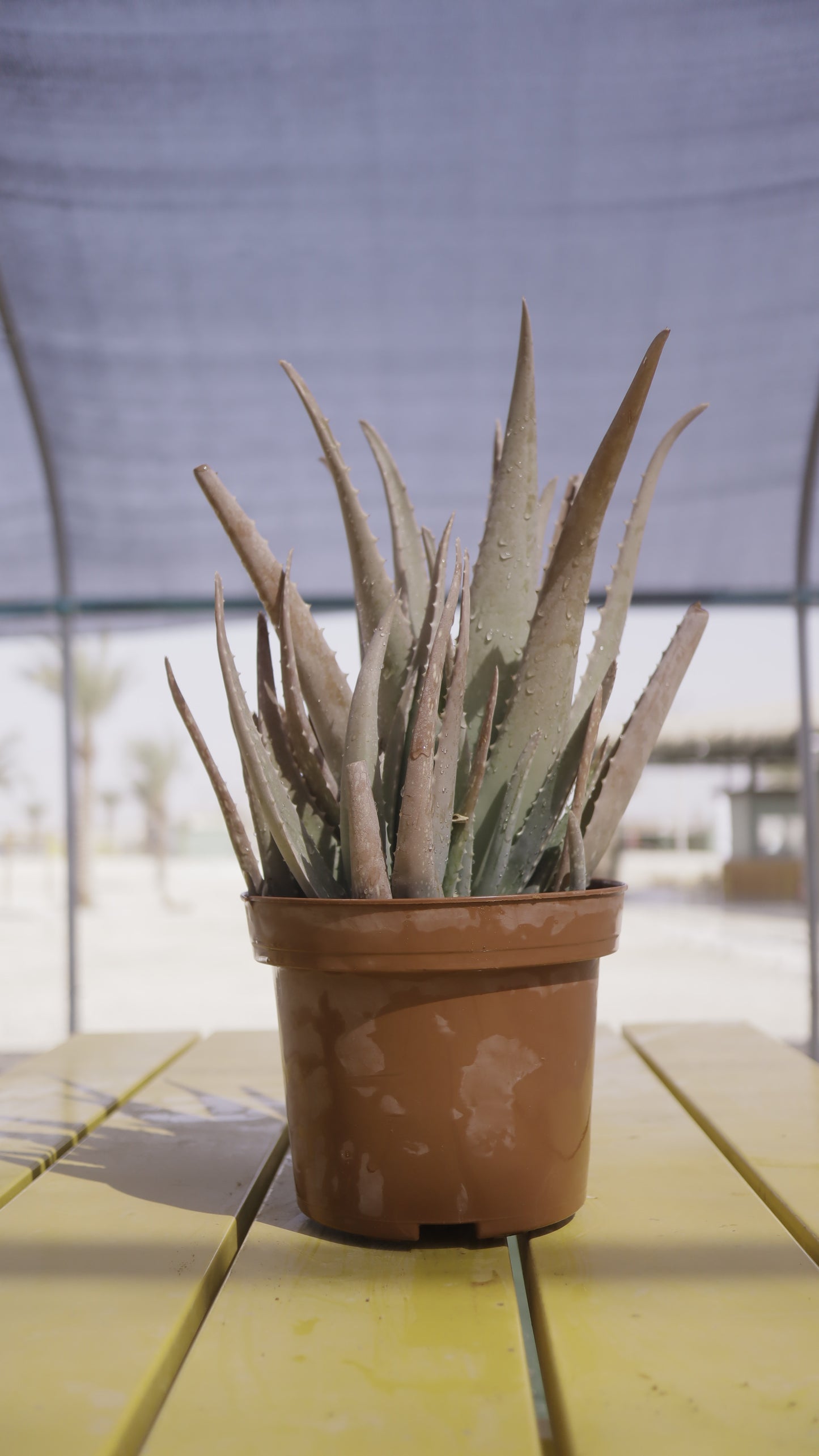 Aloe vera - אלוורה
