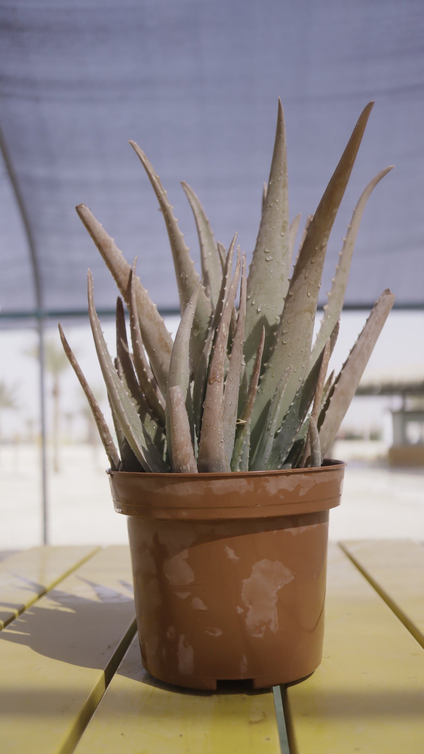 Aloe vera - אלוורה