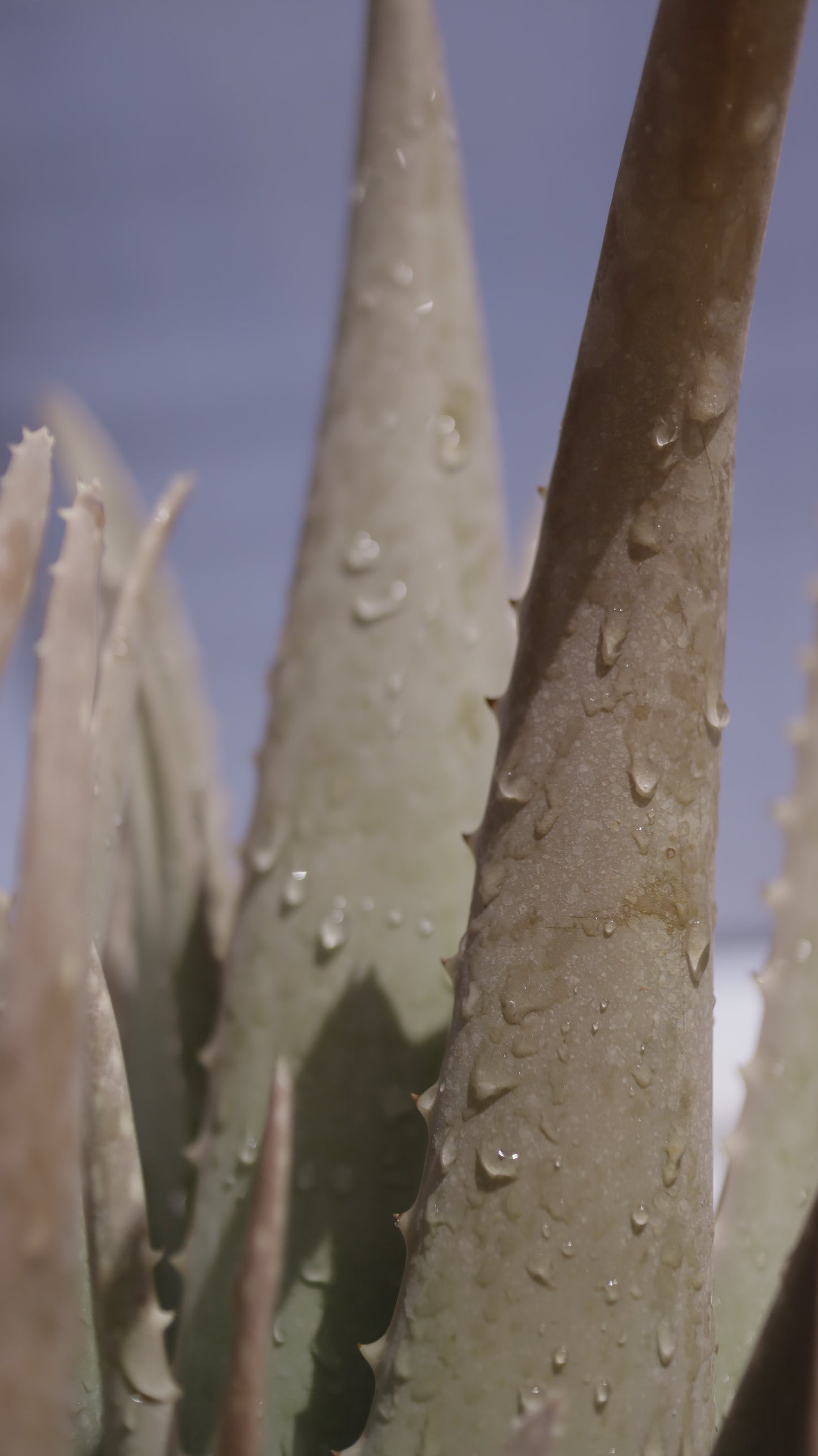 Aloe vera - אלוורה