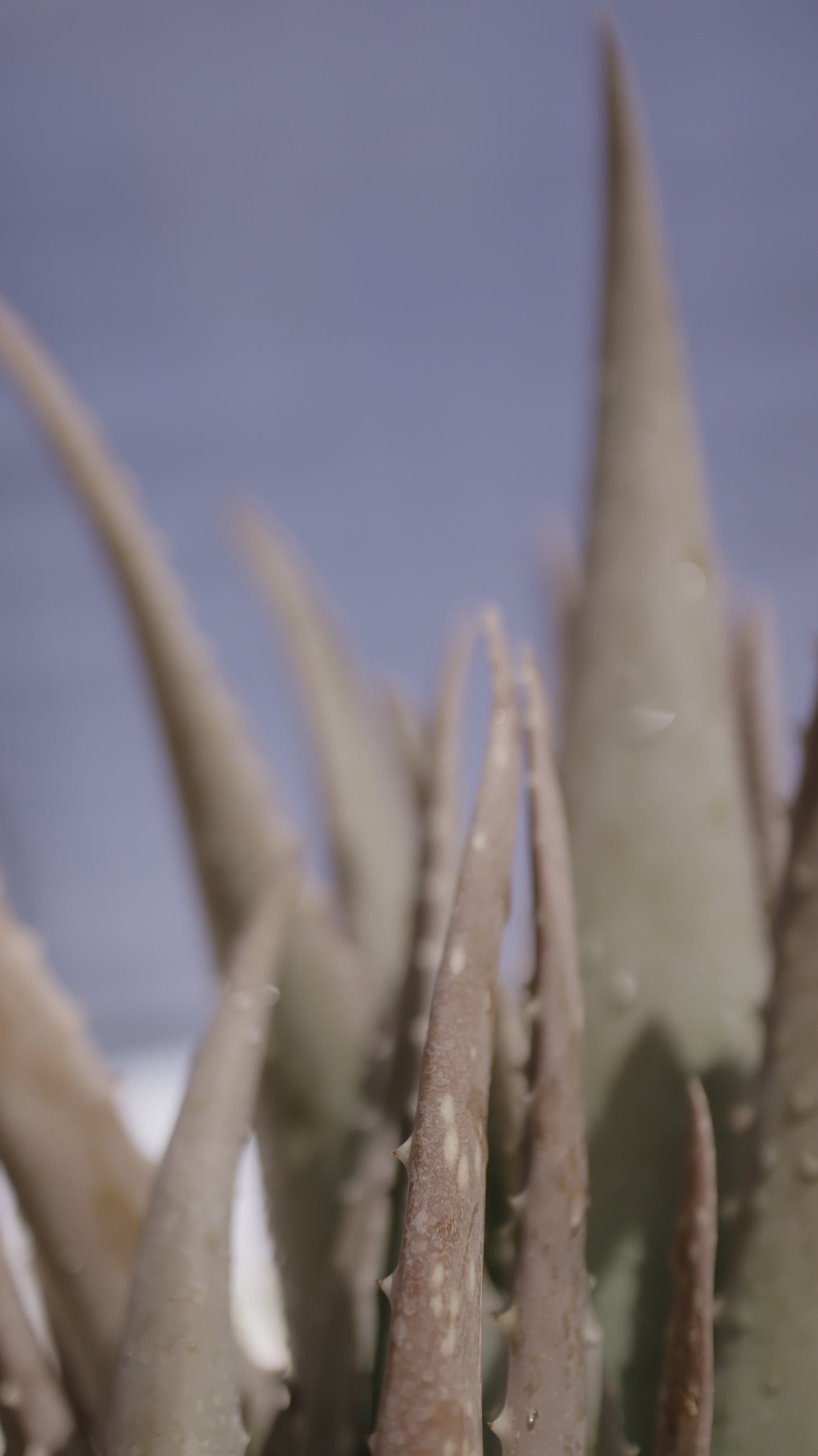Aloe vera - אלוורה