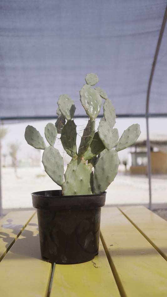 Opuntia elata elongata