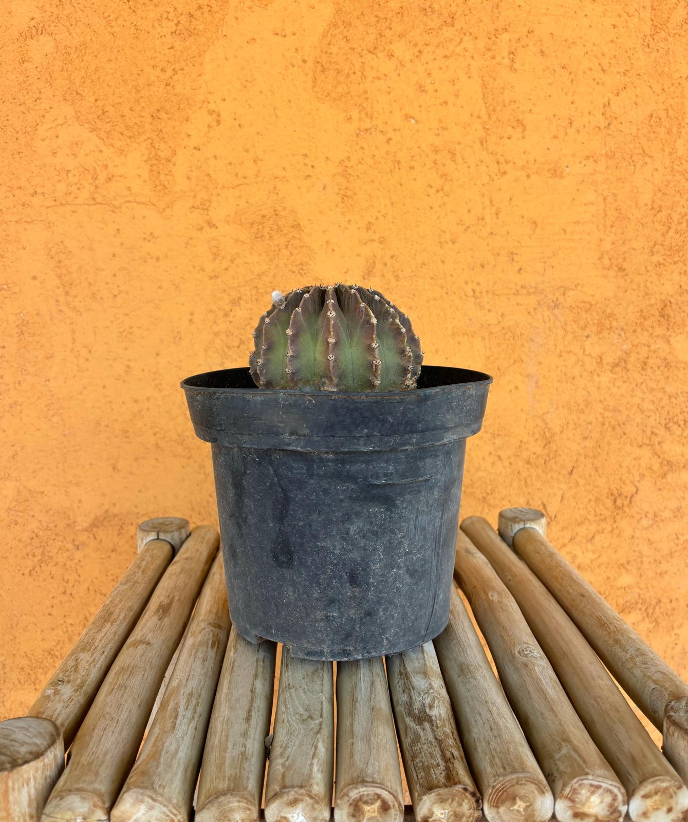Echinopsis eyriesii