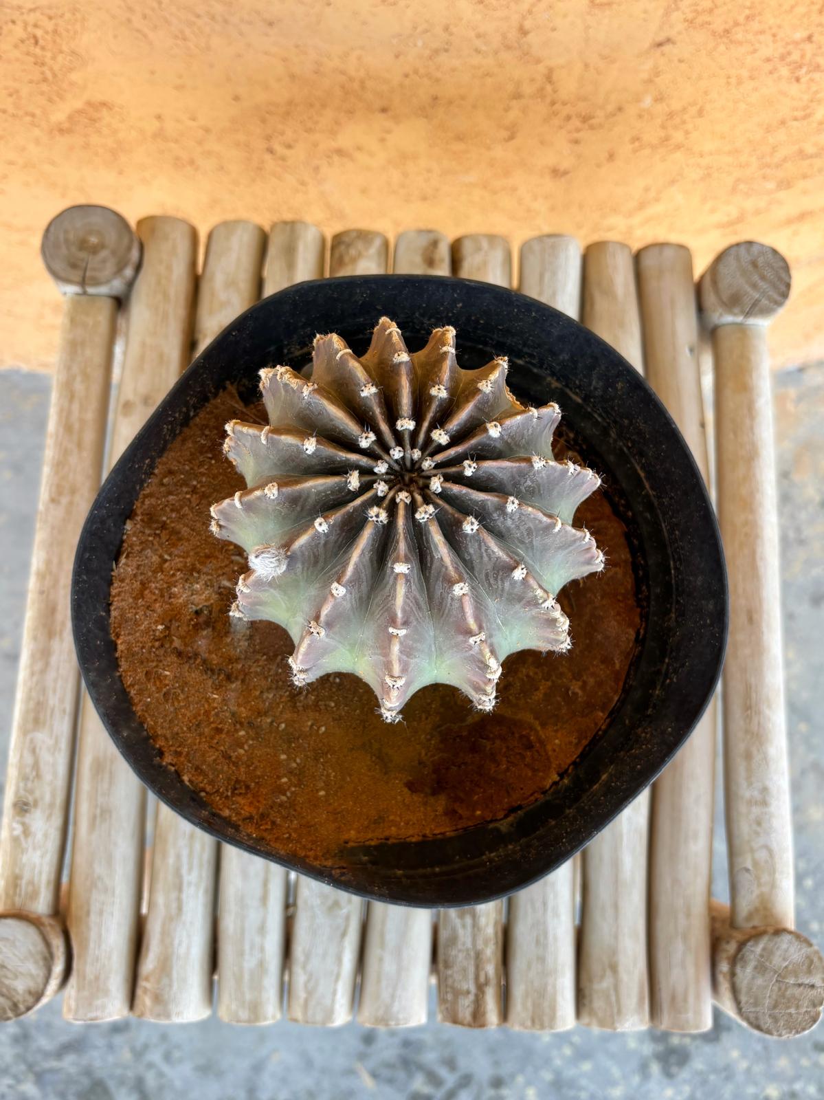 Echinopsis eyriesii