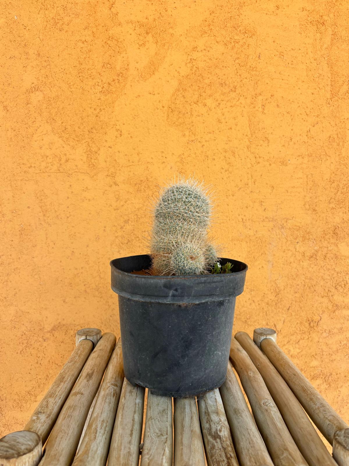 Mammillaria supertexta