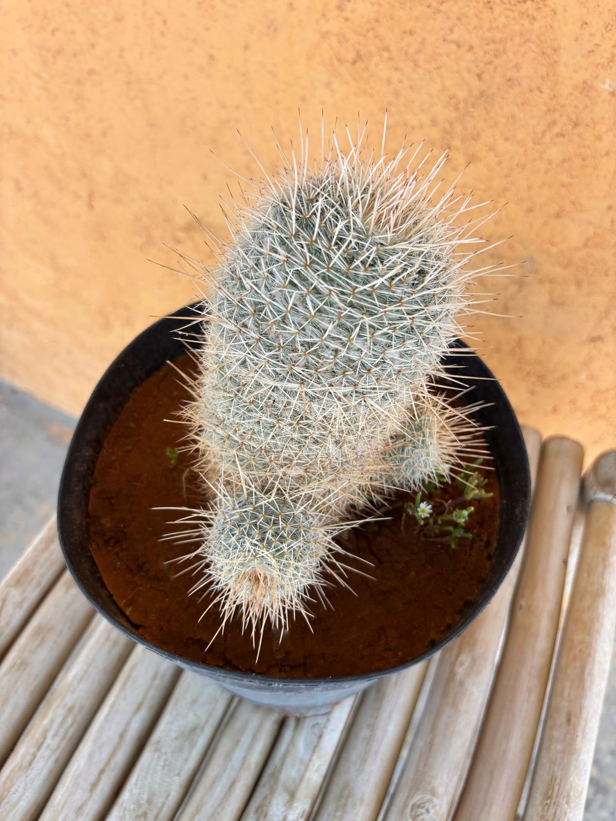 Mammillaria supertexta