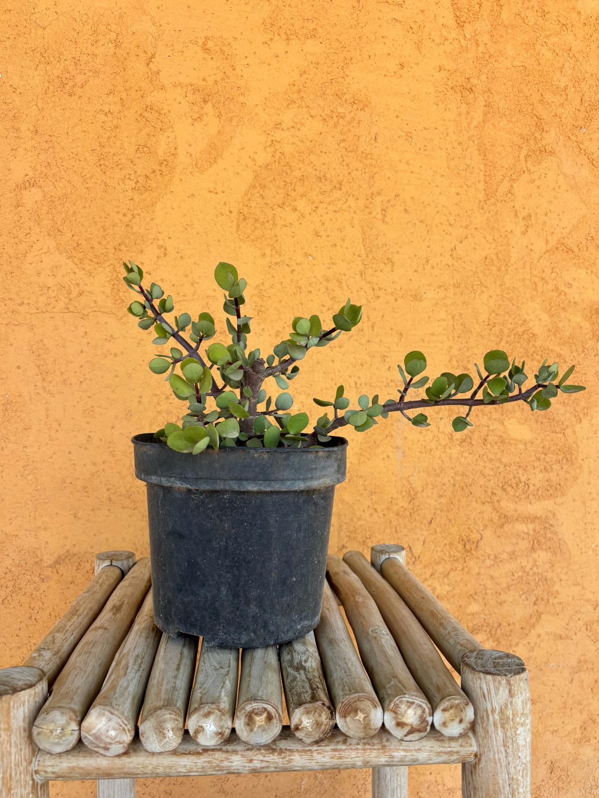 Portulacaria