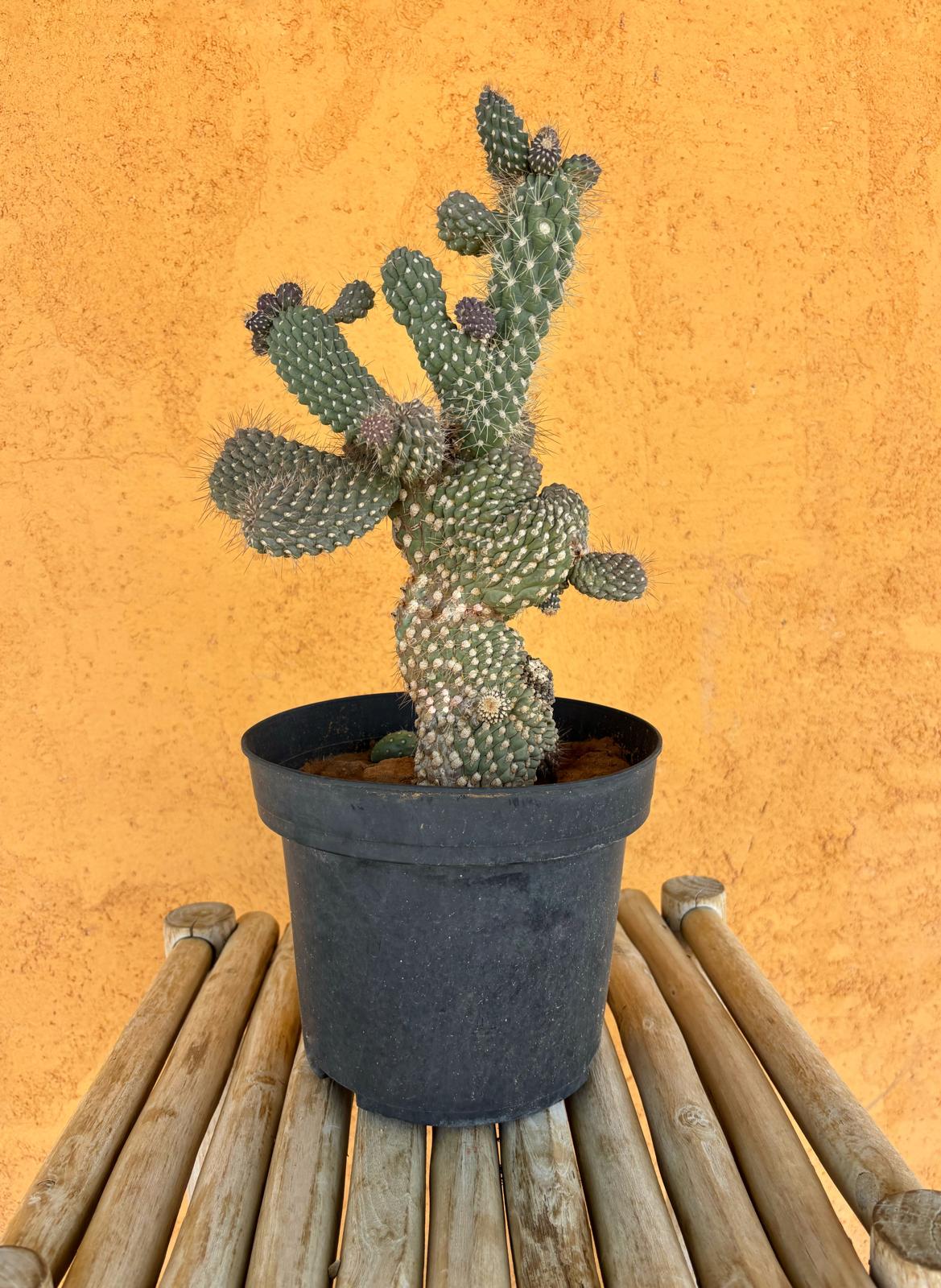 Opuntia mamillata
