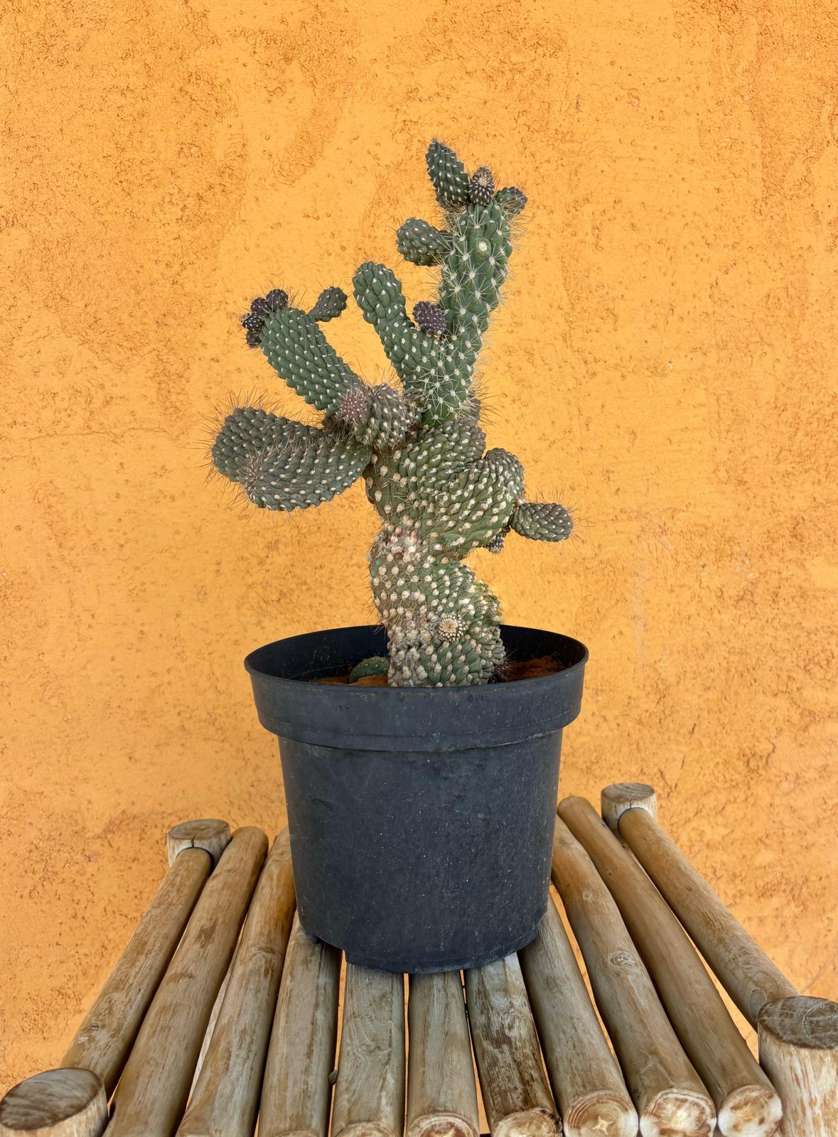 Opuntia mamillata