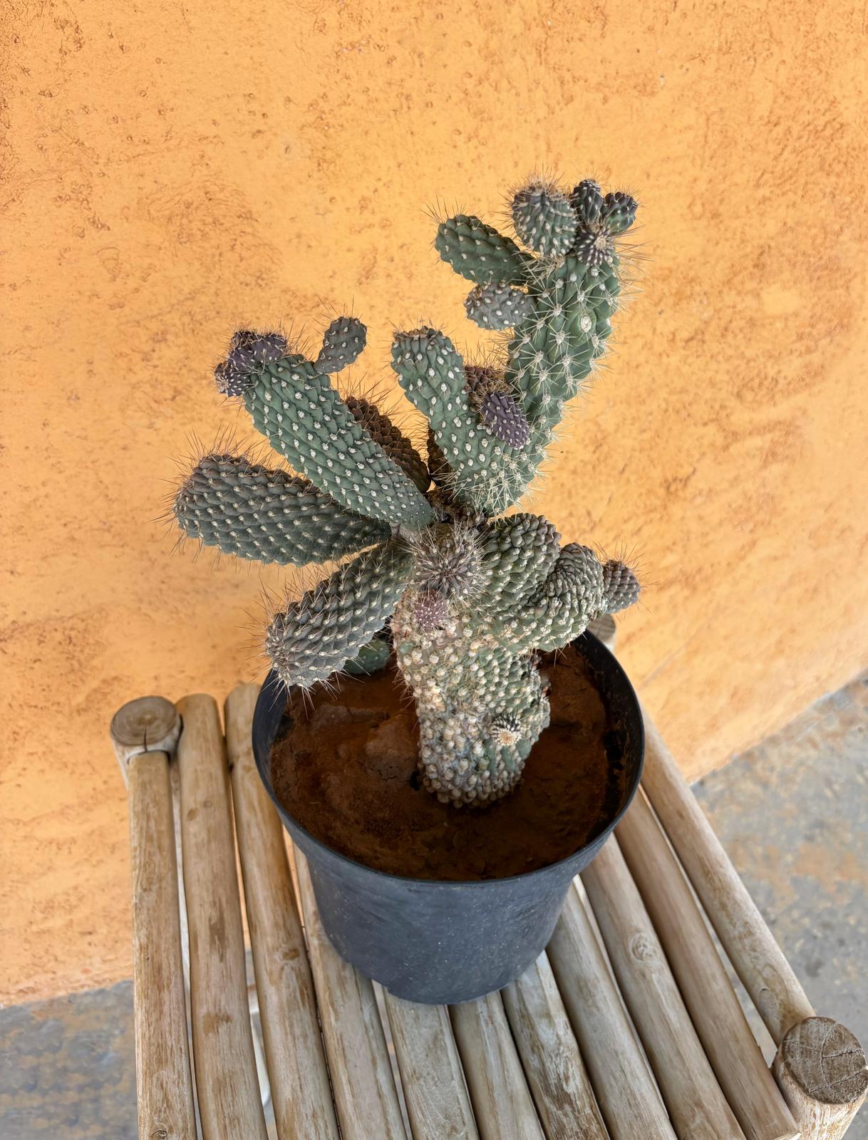 Opuntia mamillata