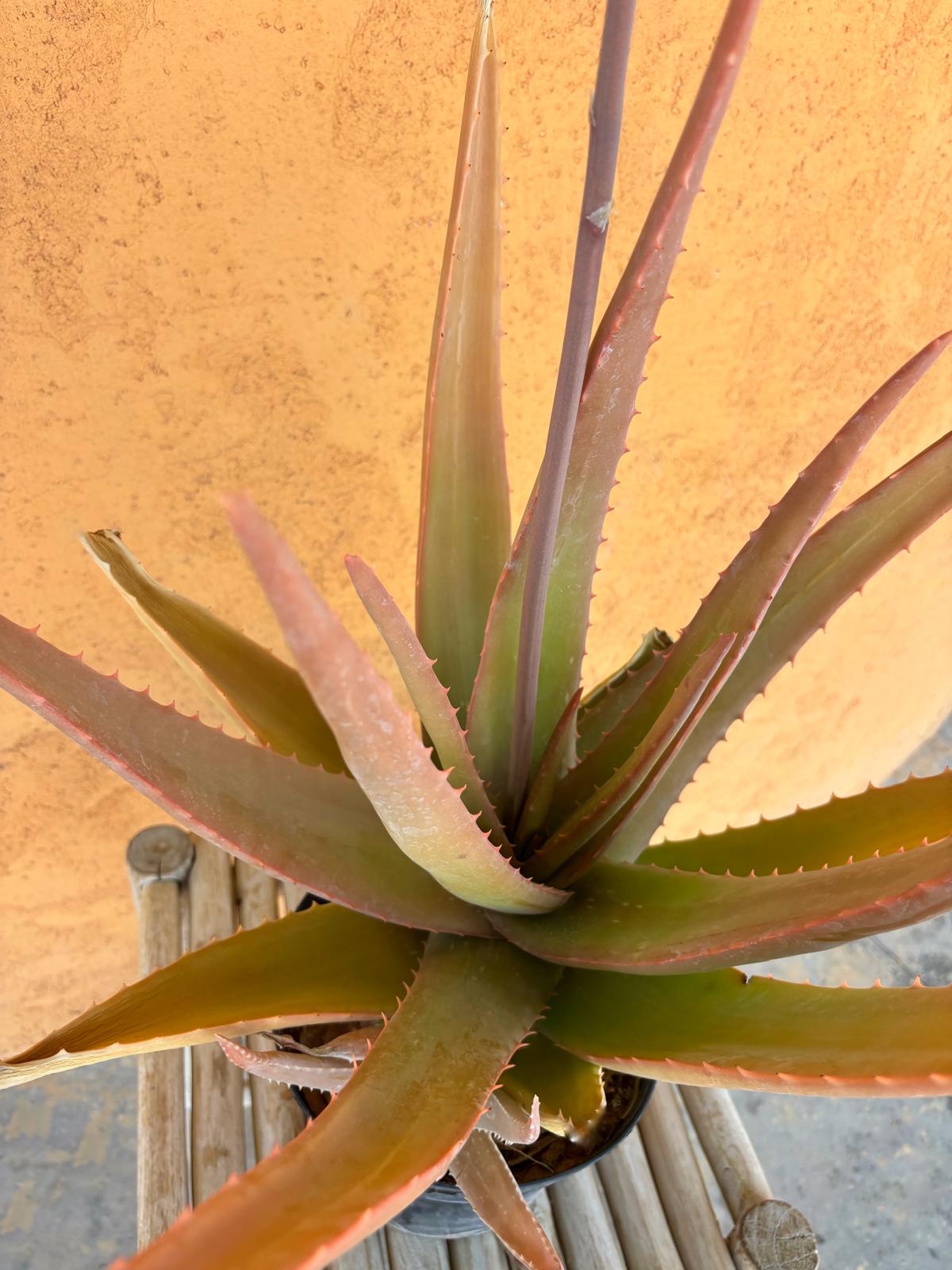 Aloe vera - אלוורה