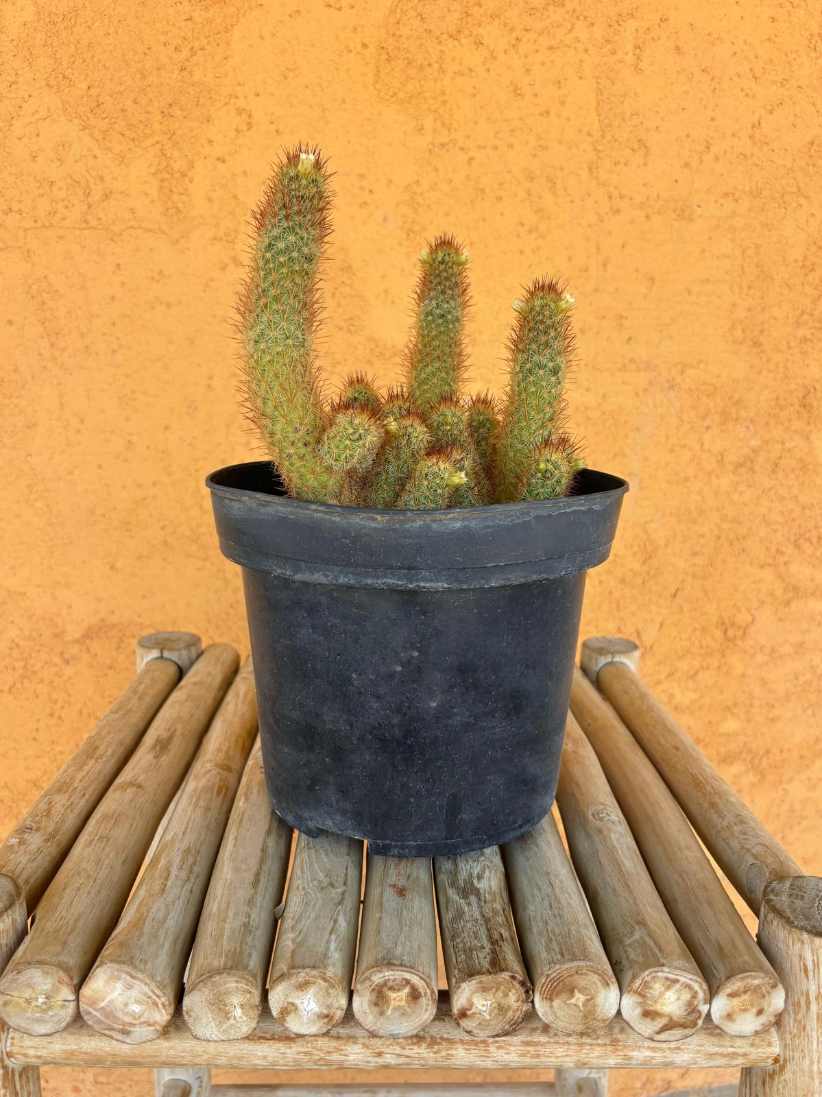 Mammillaria elongata