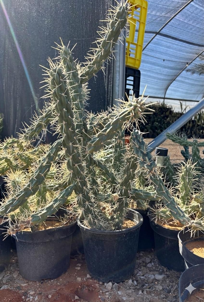 Opuntia imbricata