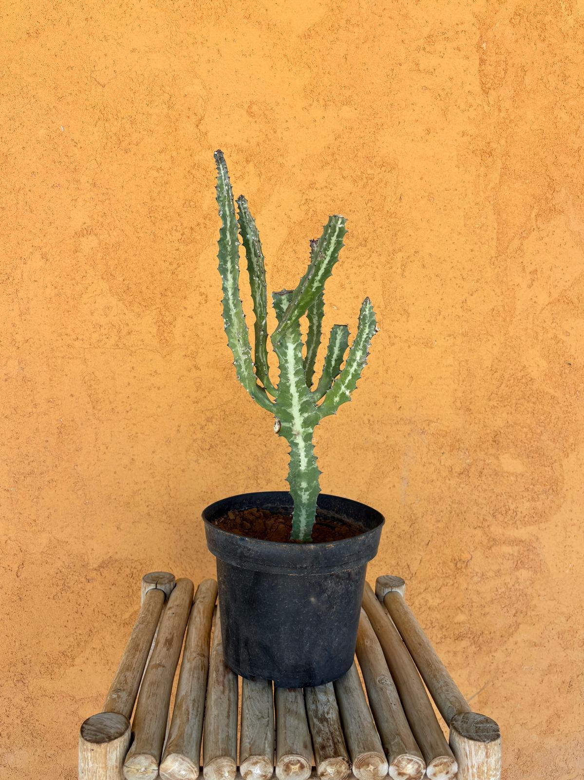 Euphorbia