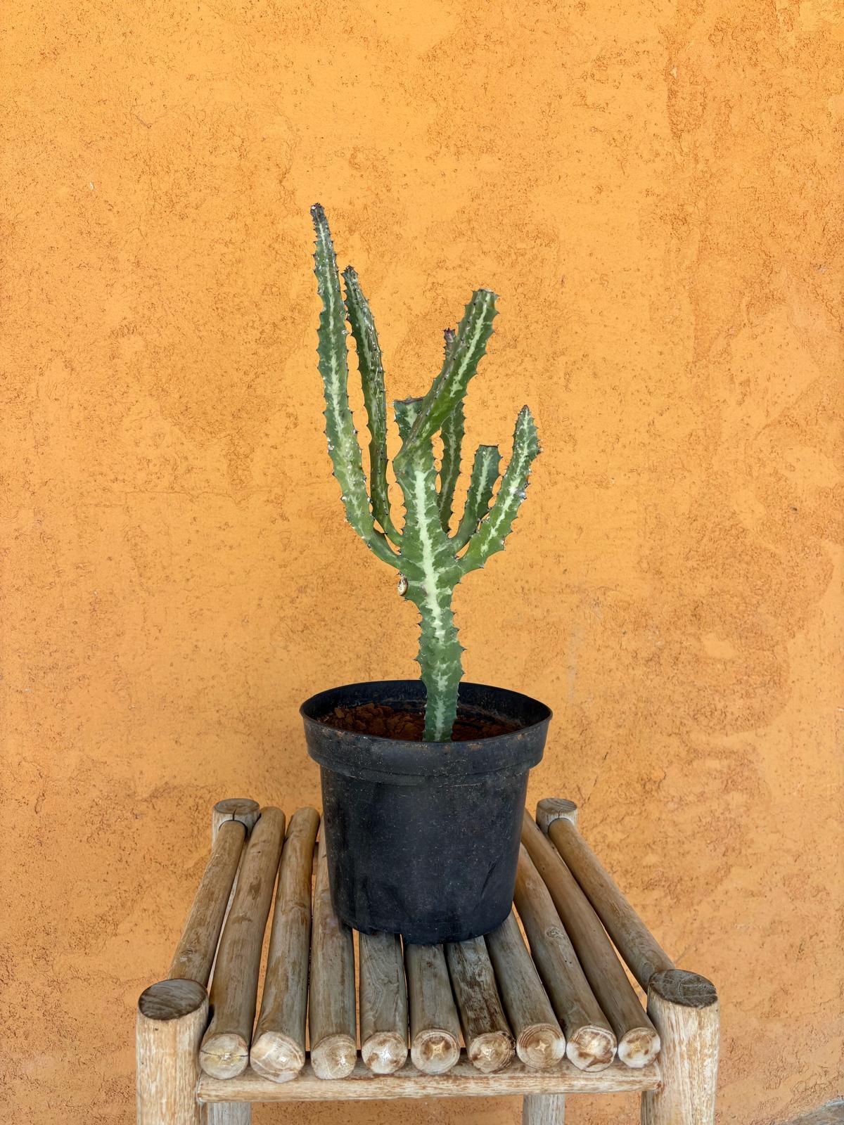 Euphorbia