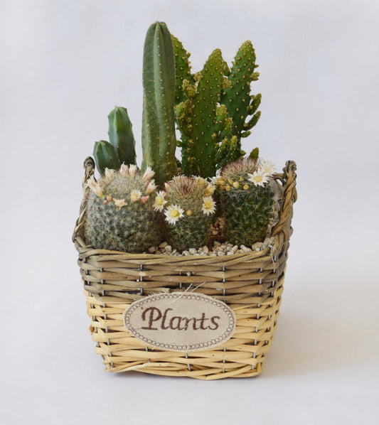 סוקולנטים קטנים- עציץ סלסילה "Plants"
