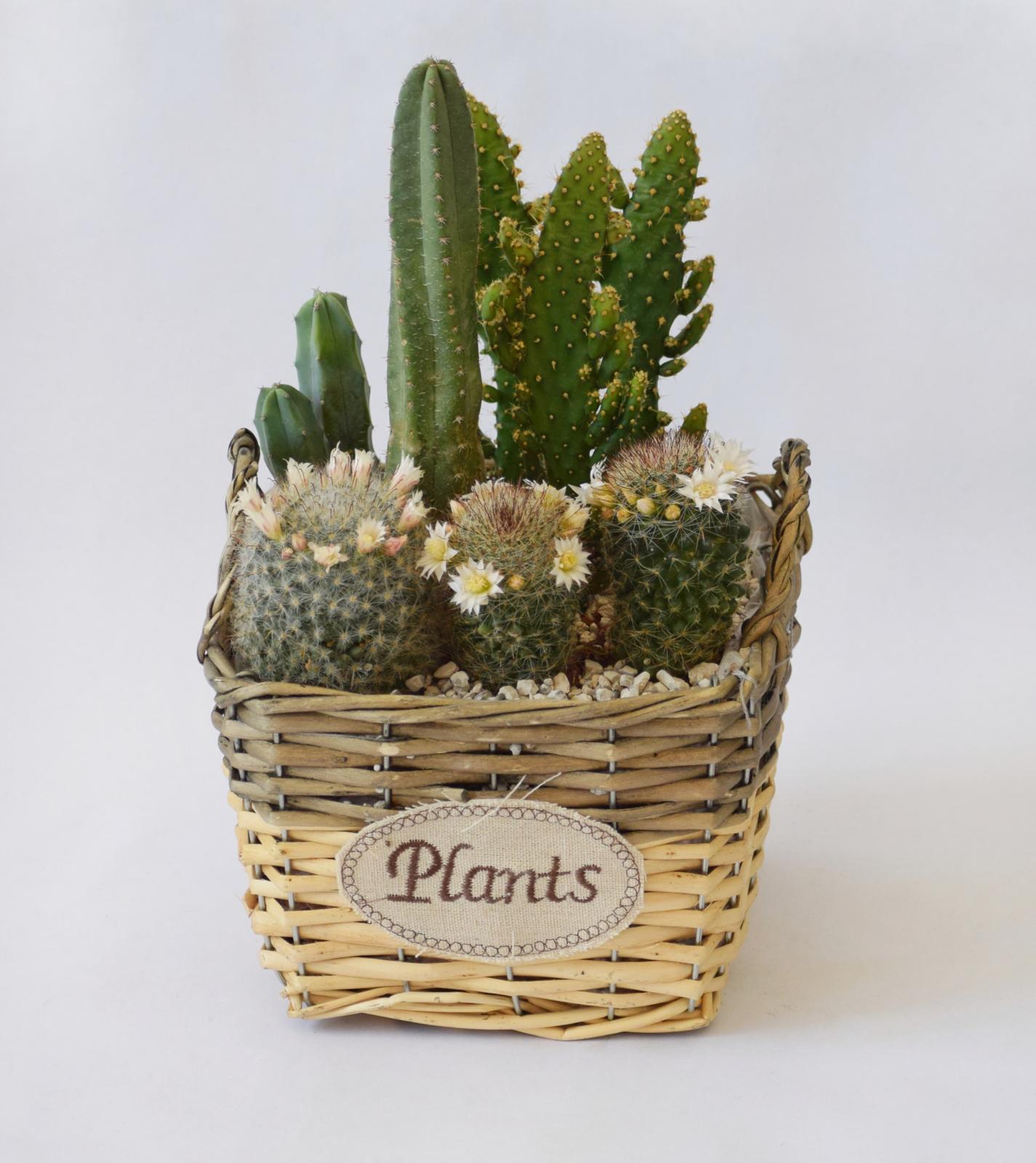 סוקולנט גדול- עציץ סלסילה "Plants"