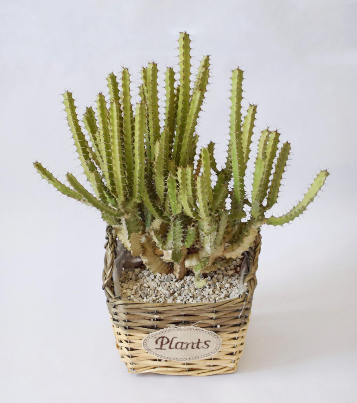 סוקולנט גדול- עציץ סלסילה "Plants"